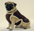 /album/fotogaleria-coleccion-invierno/perro-con-ropa-jpg/